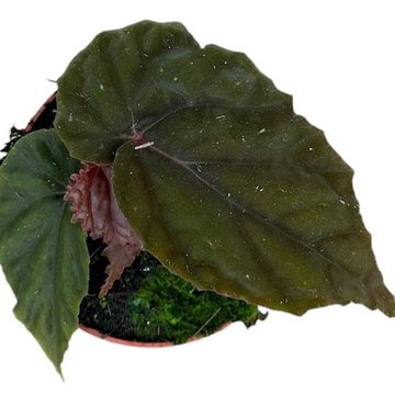 Begonia 'Black Blood'