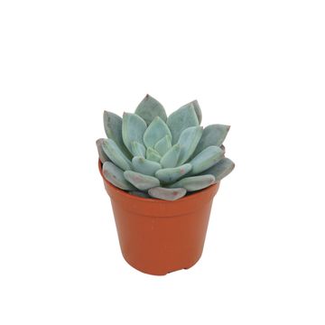 Pachyveria