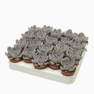 Echeveria 'Orion'