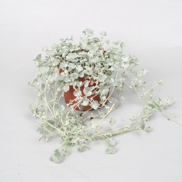 Dichondra argentea 'Silver Falls'