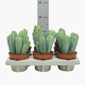 Myrtillocactus geometrizans