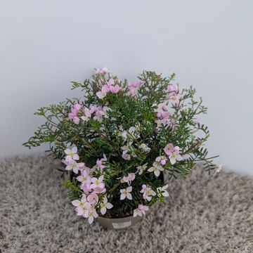 Boronia anemonifolia 'Pink Star'