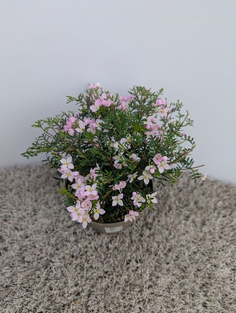 Boronia anemonifolia 'Pink Star'