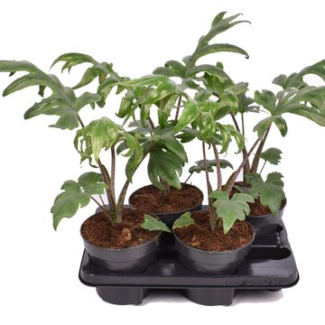 Alocasia brancifolia 'Pink Passion'