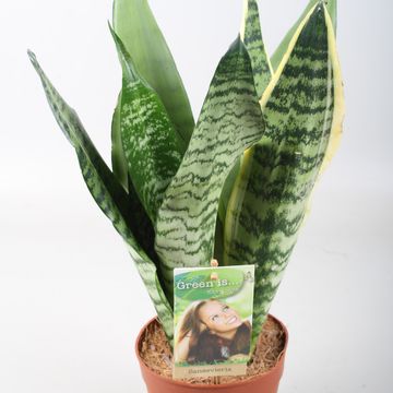 Sansevieria MIX IN POT