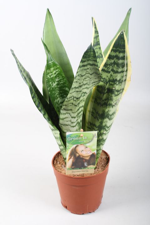 Sansevieria MIX IN POT