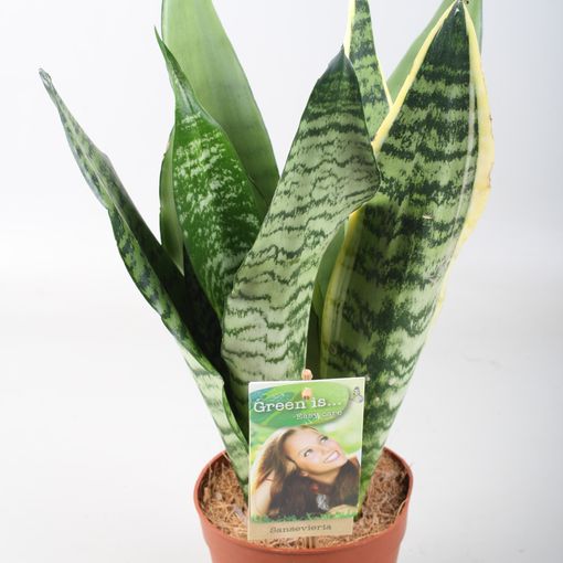 Sansevieria MIX IN POT