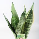 Sansevieria MIX IN POT