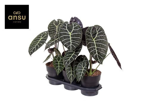 Alocasia 'Watsoniana'