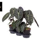 Alocasia 'Watsoniana'