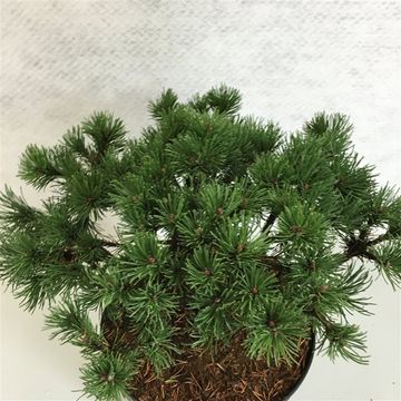 Pinus mugo 'Corley's Mat'