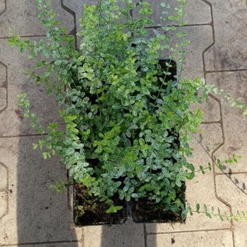 Euonymus fortunei 'Silverstone'