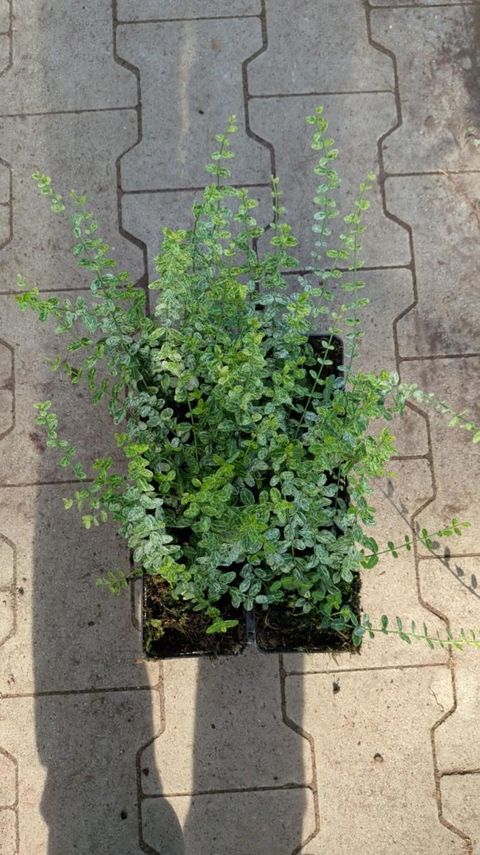 Euonymus fortunei 'Silverstone'