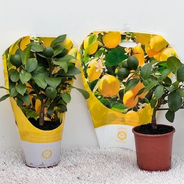 Citrus x meyeri 'Meyer'