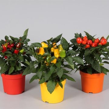 Capsicum annuum SAMBA MIX