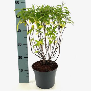 Elsholtzia stauntonii