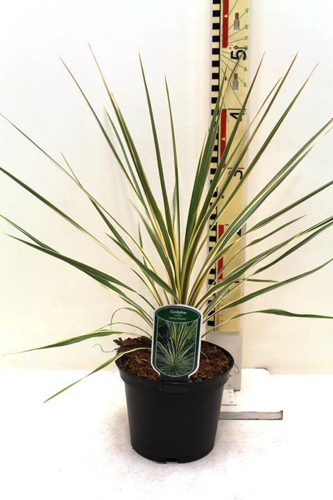 Cordyline australis 'Torbay Dazzler'