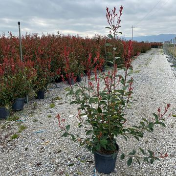 Photinia x fraseri 'Red Robin'