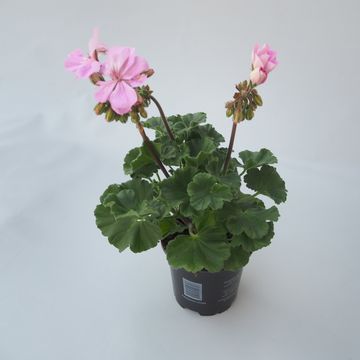 Pelargonium TOSCANA LINUS