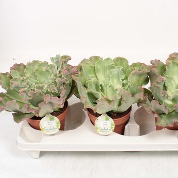 Echeveria 'Giant Blue'