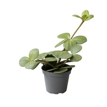 Peperomia 'Hope'