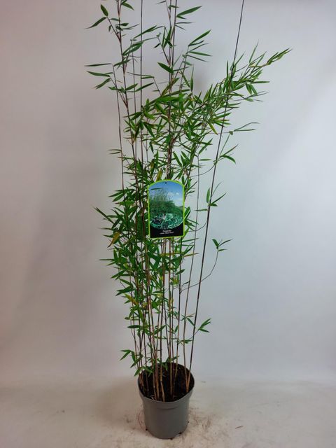 Fargesia nitida 'Black Pearl'