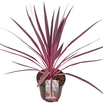 Cordyline australis PINK PASSION