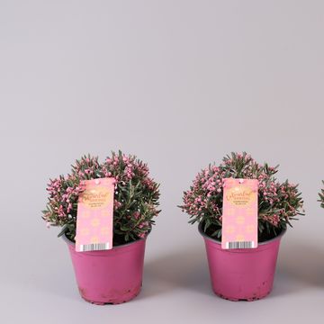 Andromeda polifolia 'Blue Ice'