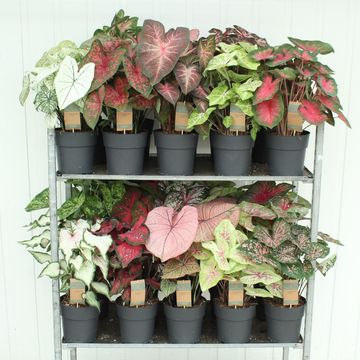Caladium MIX