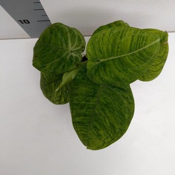 Syngonium macrophyllum 'Frosted Heart'