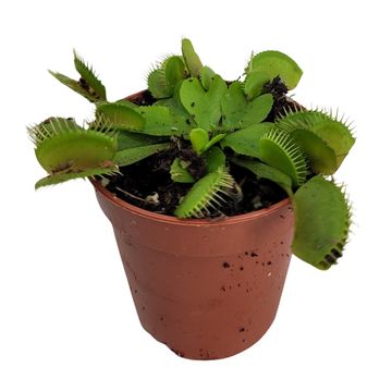 Dionaea muscipula