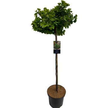 Ginkgo biloba 'Mariken'