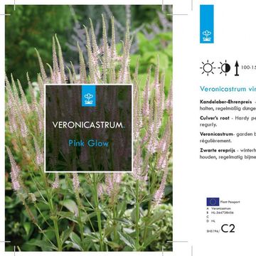 Veronicastrum virginicum 'Pink Glow'