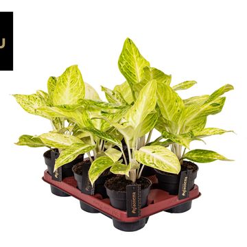 Aglaonema 'Citronelle'