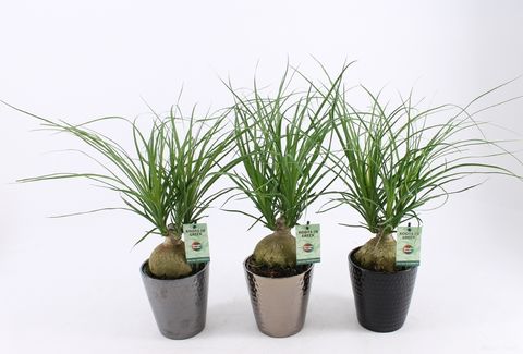 Beaucarnea recurvata