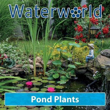 Aquatic plants MIX