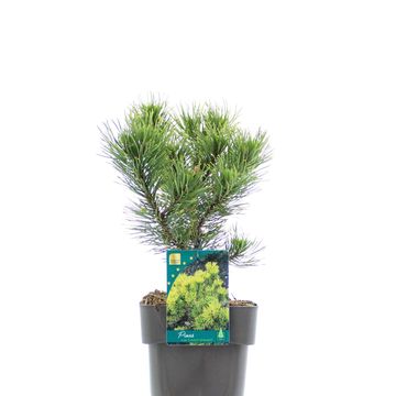 Pinus mugo 'Carsten'