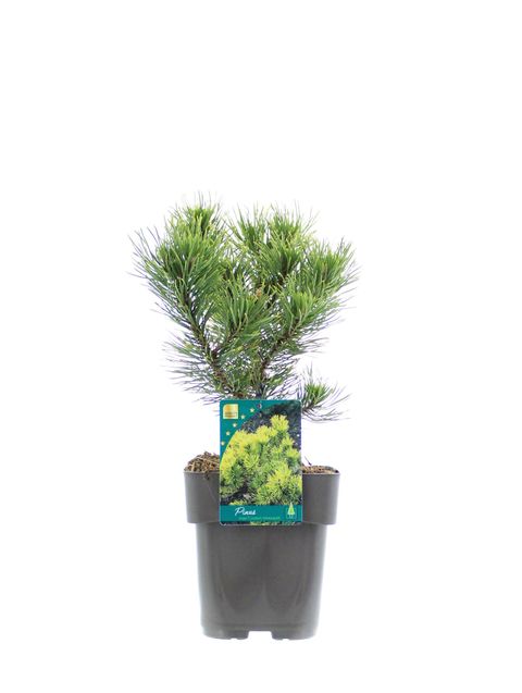 Pinus mugo 'Carsten'