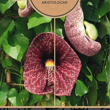 Aristolochia macrophylla