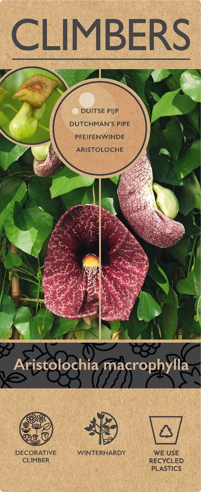 Aristolochia macrophylla