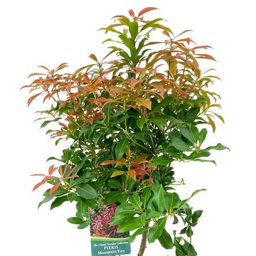 Pieris japonica 'Mountain Fire'