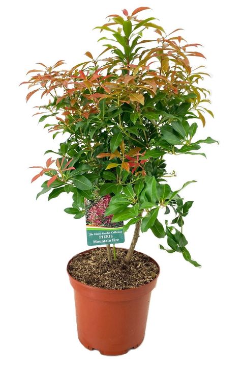Pieris japonica 'Mountain Fire'