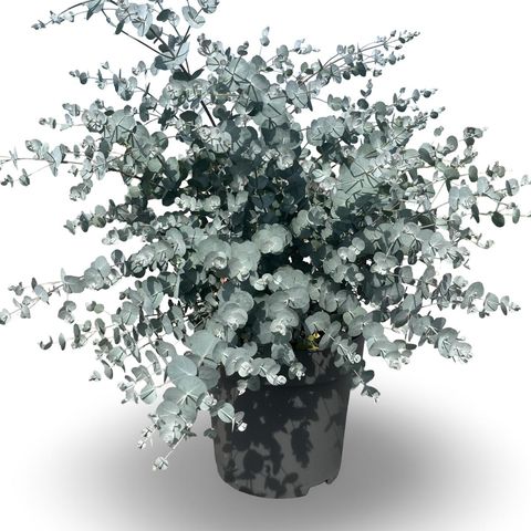 Eucalyptus gunnii AZURA
