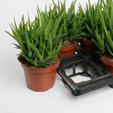 Aloe vera 'Verini'