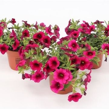 Calibrachoa MINIFAMOUS PURPLE
