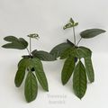 Trevesia burckii