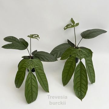 Trevesia burckii