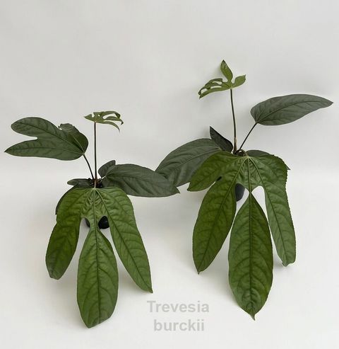 Trevesia burckii