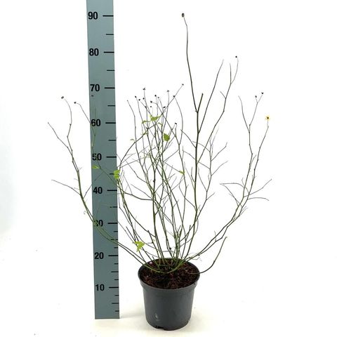 Kerria japonica 'Pleniflora'