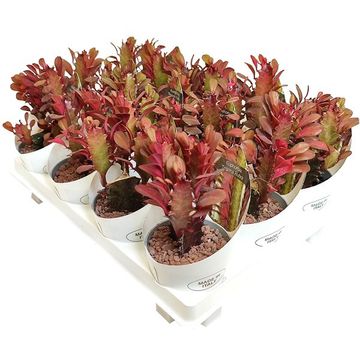 Euphorbia trigona 'Rubra'